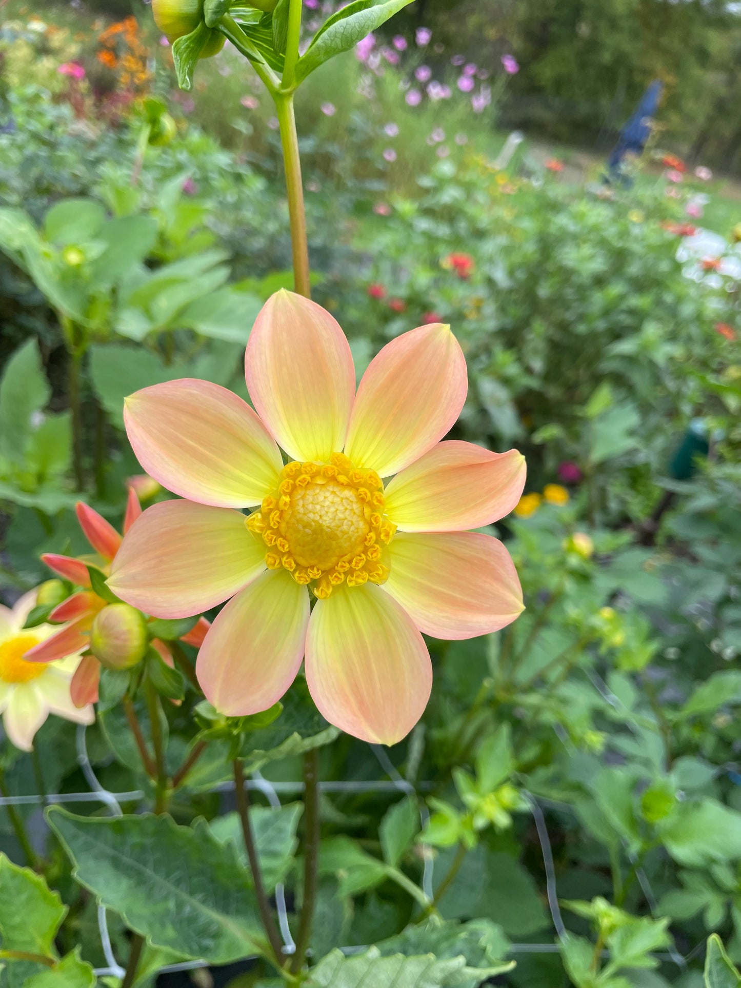 MYSTERY Dahlia Tuber