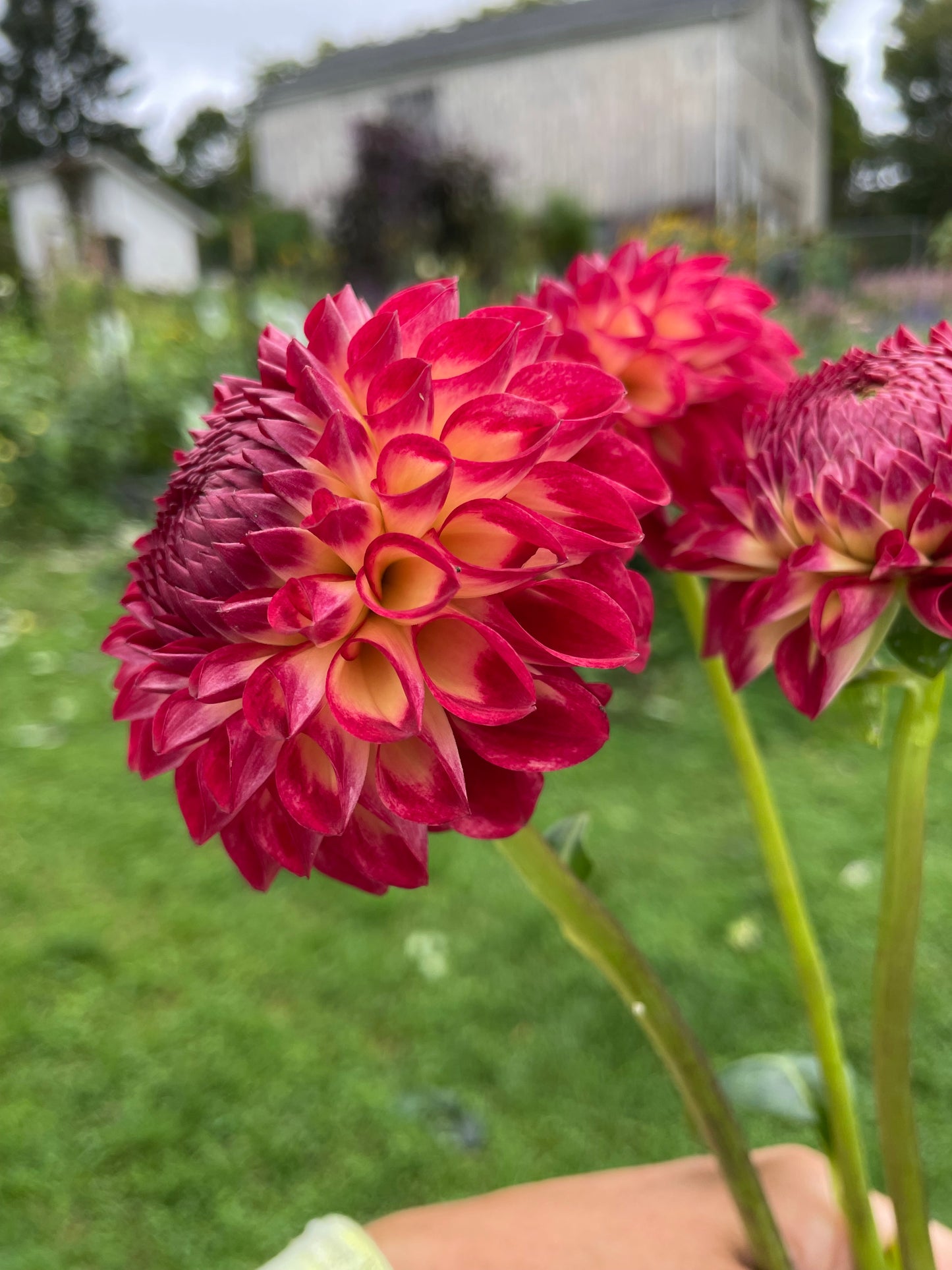 Camano Mordor Dahila Tuber