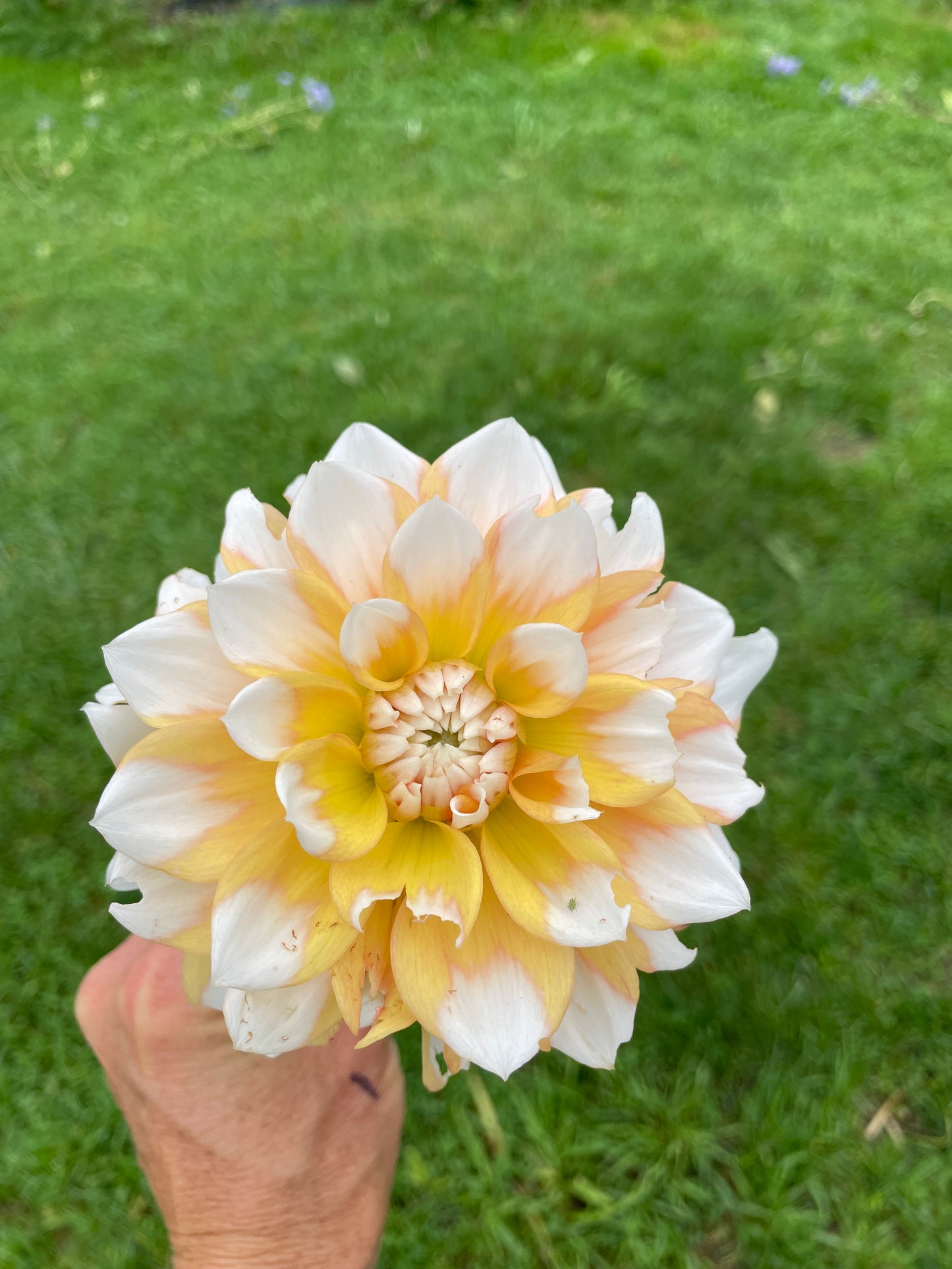 Seattle Dahila Tuber