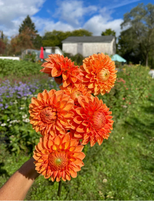 Orange Ball Dahlia Tuber