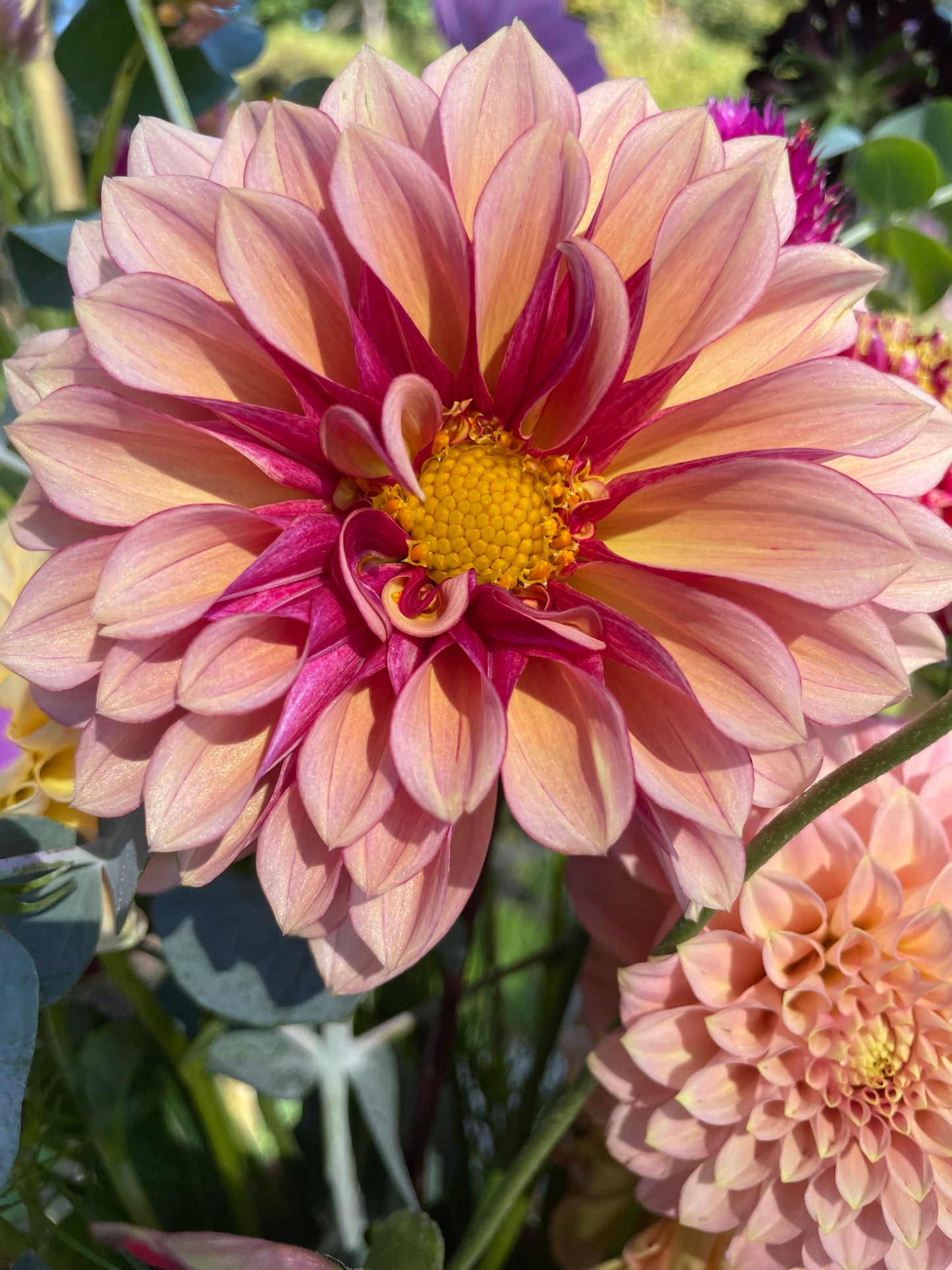 "My FAV" Bees Choice