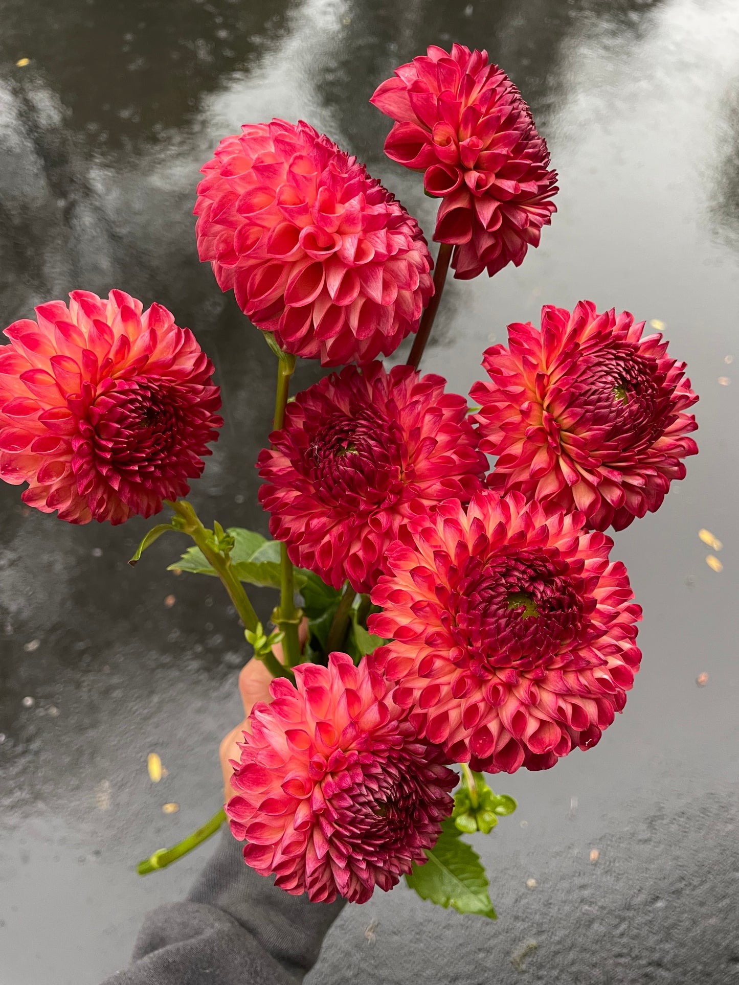 Camano Mordor Dahila Tuber