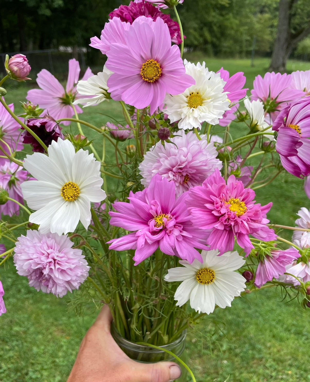 Cosmos Mix Seed