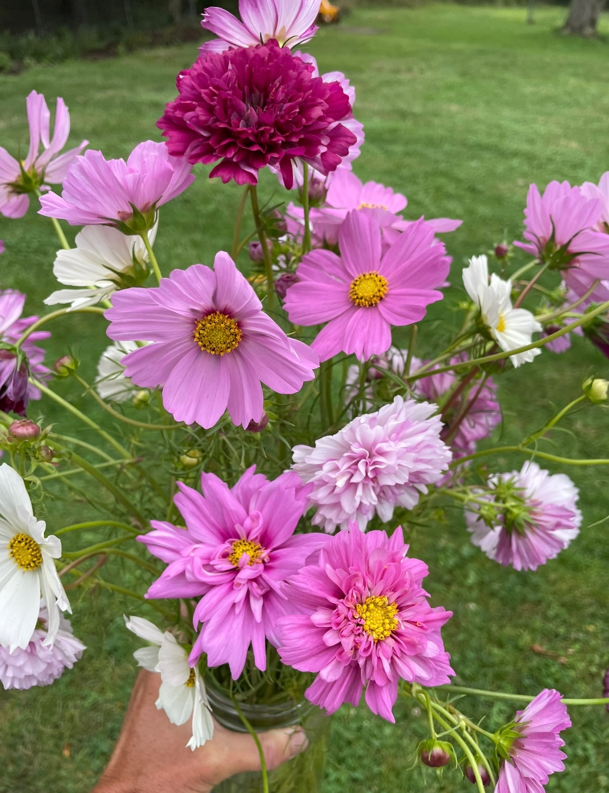 Cosmos Mix Seed