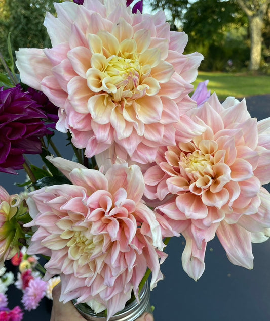 Breakout Dahlia Tuber