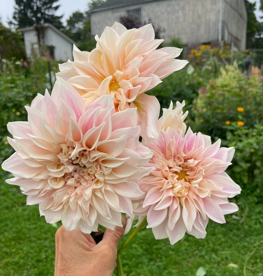 Cafe Au Lait Dahlia Tuber
