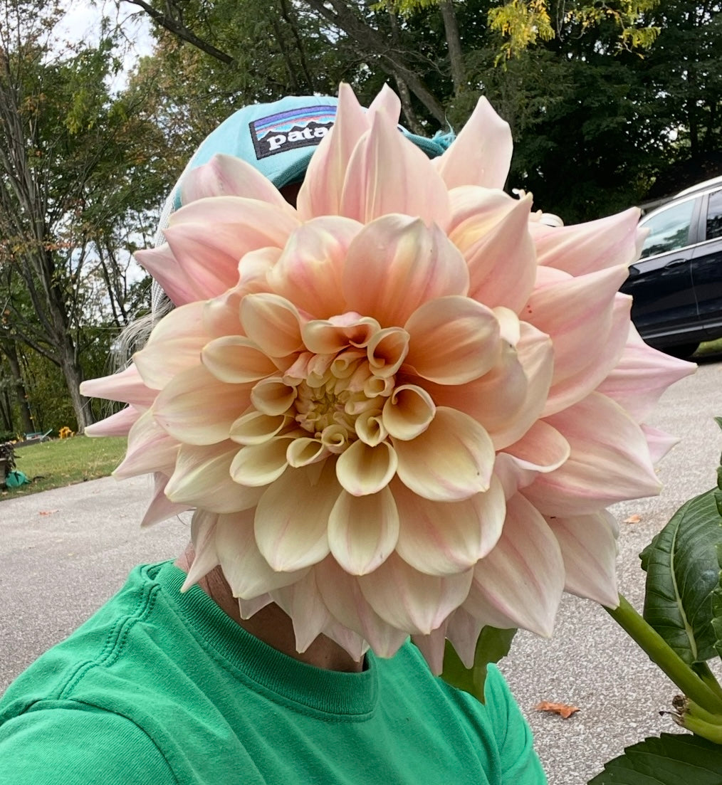 Breakout Dahlia Tuber