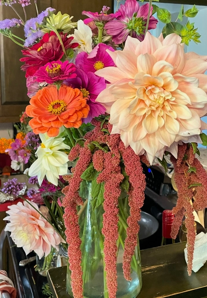 Breakout Dahlia Tuber