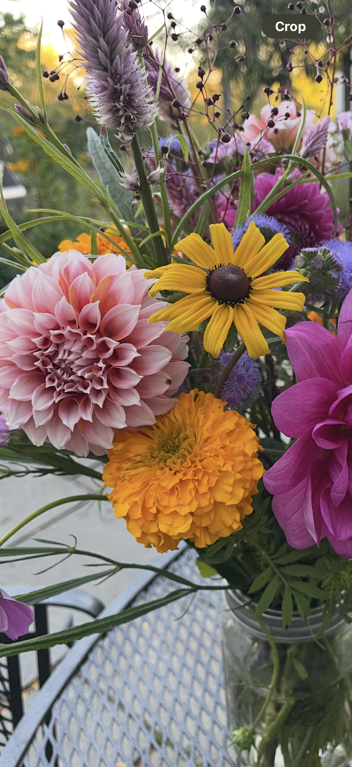 Peaches N Cream Dahila Tuber