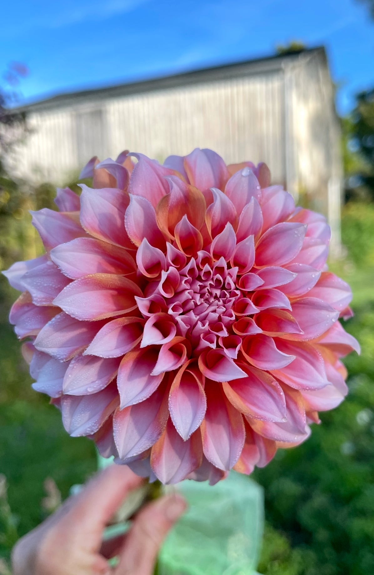 Peaches N Cream Dahila Tuber