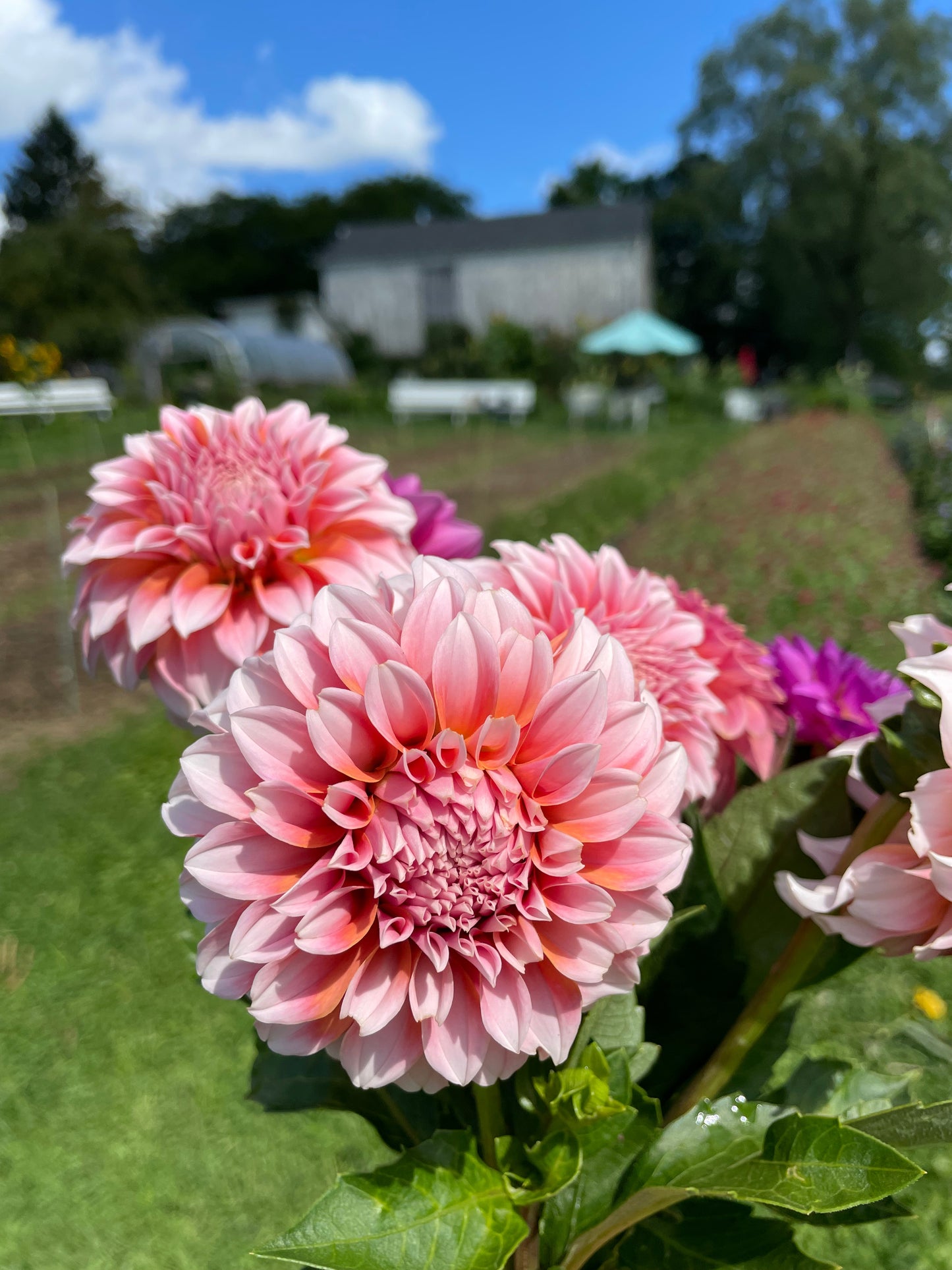 Peaches N Cream Dahila Tuber