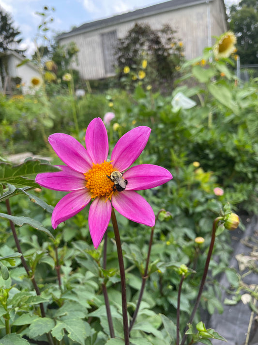 MYSTERY Dahlia Tuber