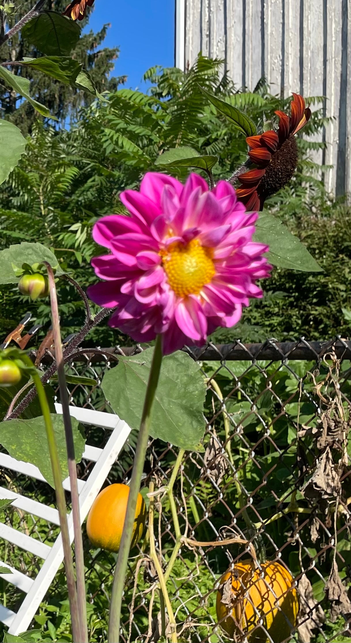 MYSTERY Dahlia Tuber