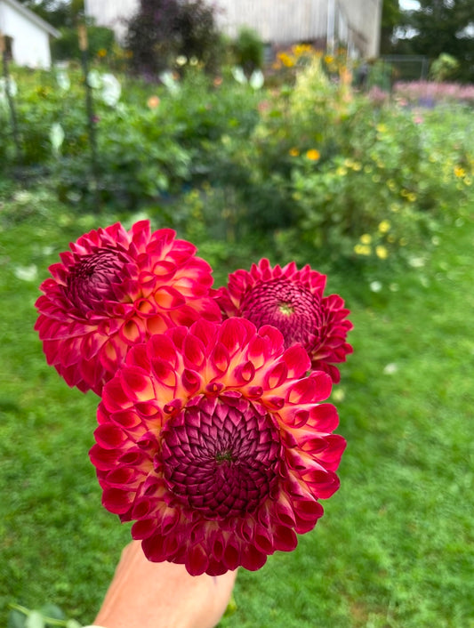 Camano Mordor Dahila Tuber