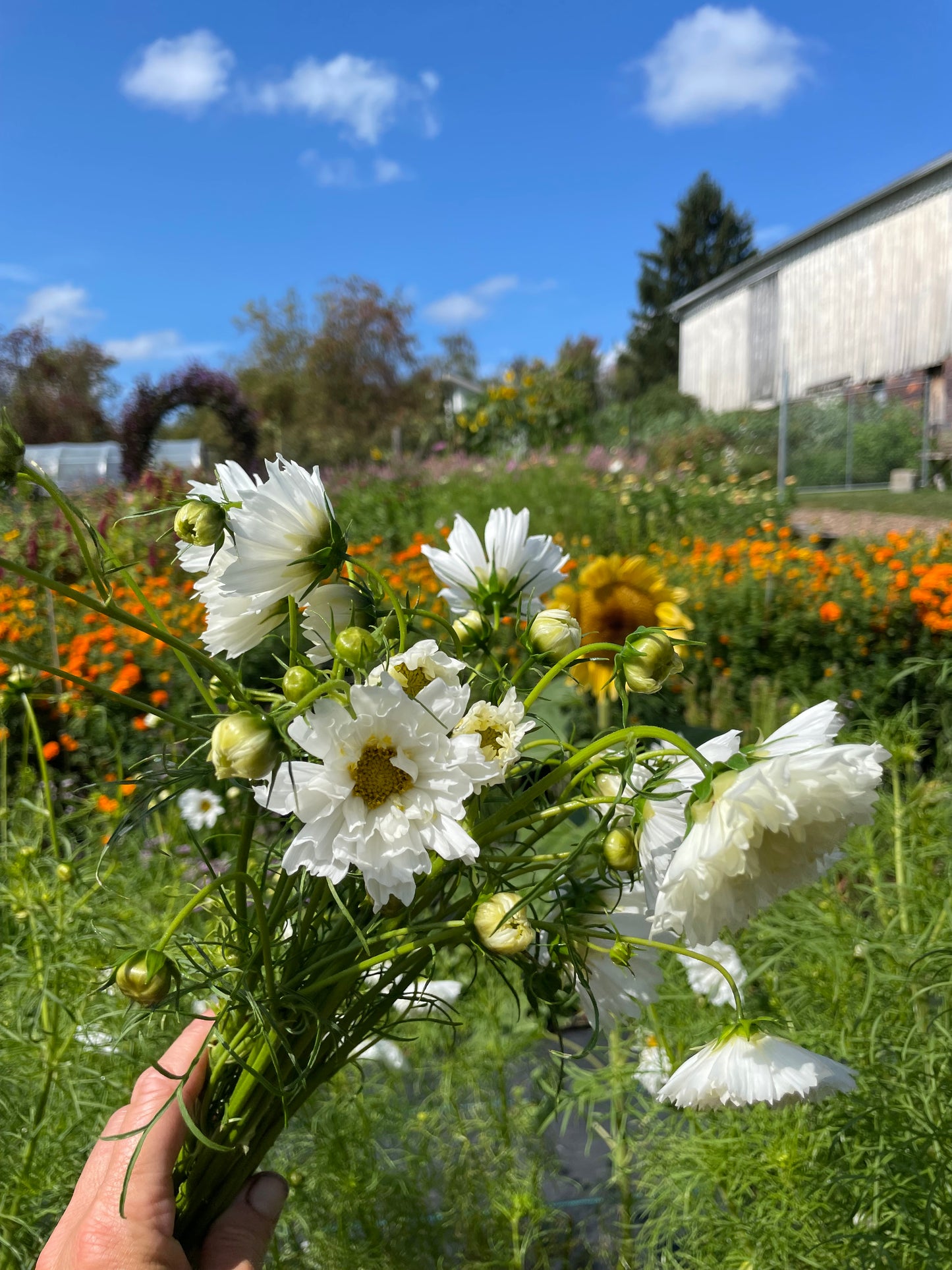 Cosmos Mix Seed