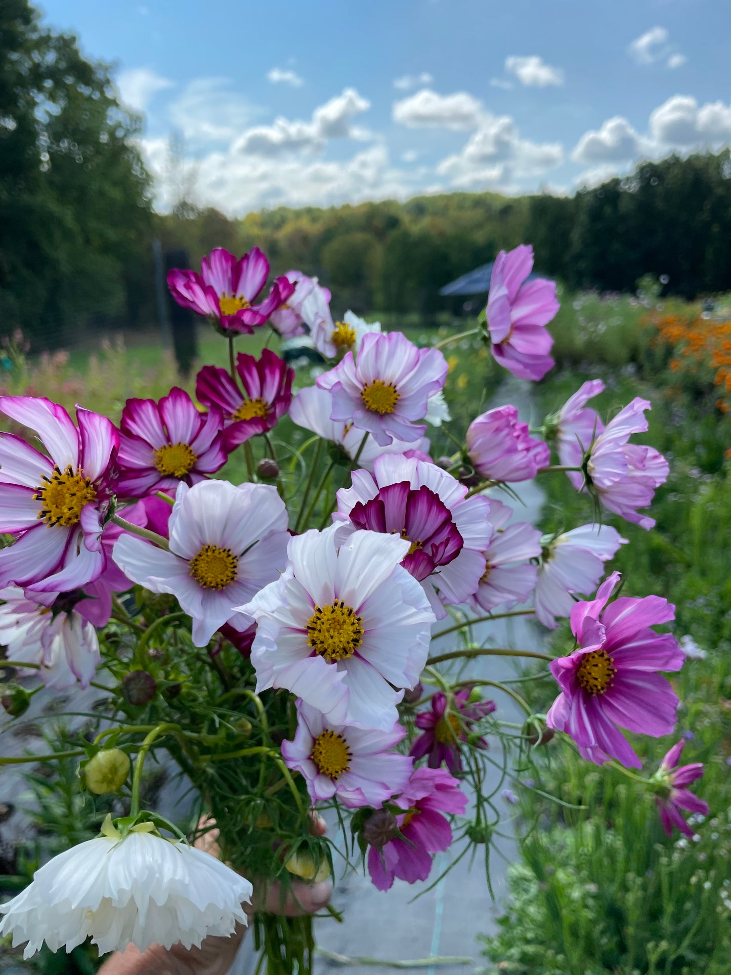 Cosmos Mix Seed