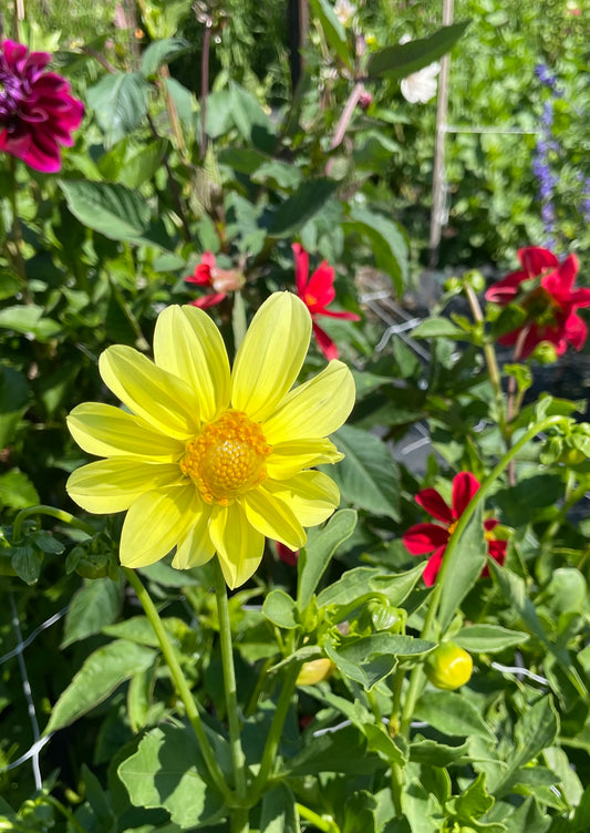 MYSTERY Dahlia Tuber