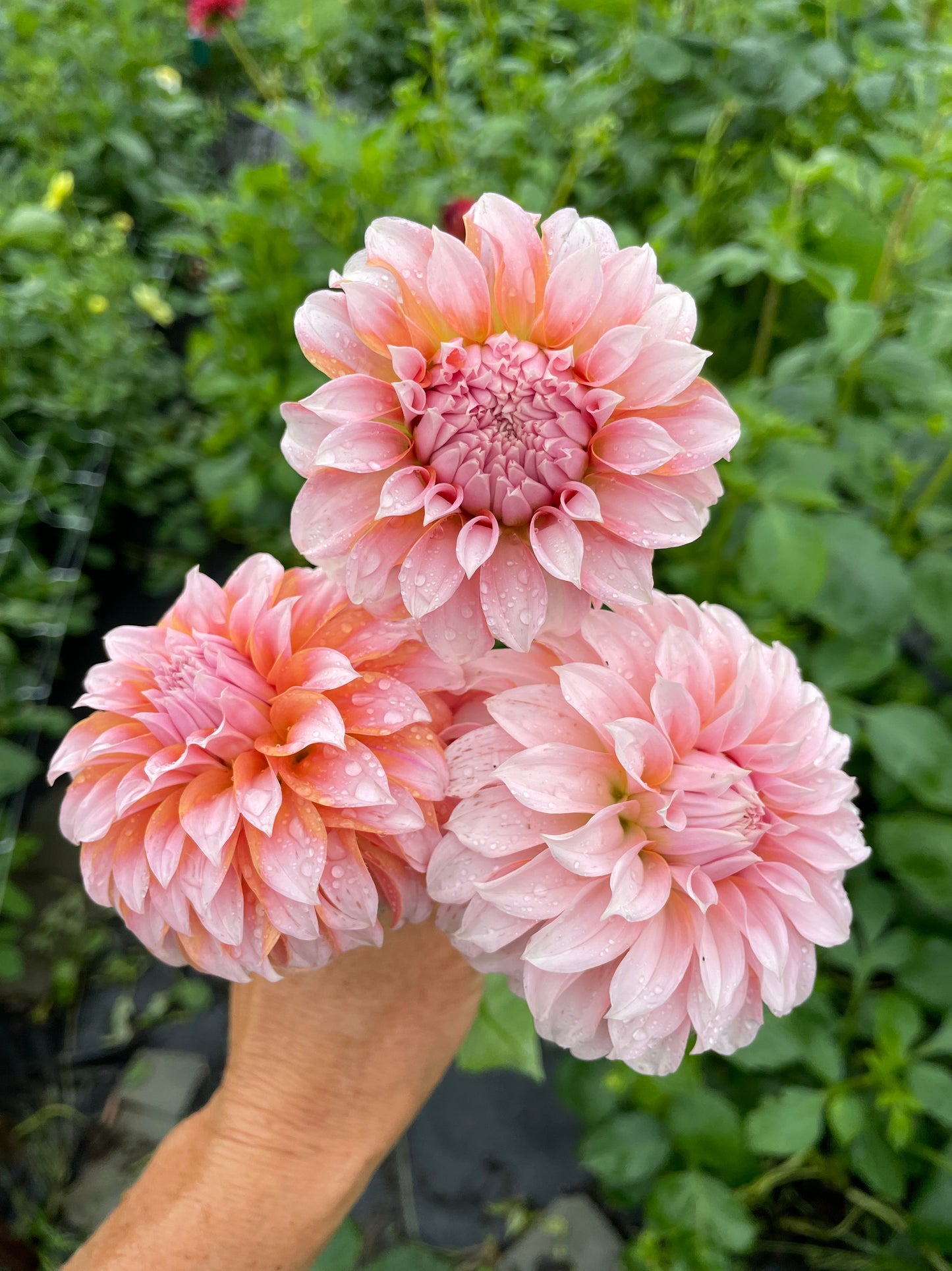 Peaches N Cream Dahila Tuber