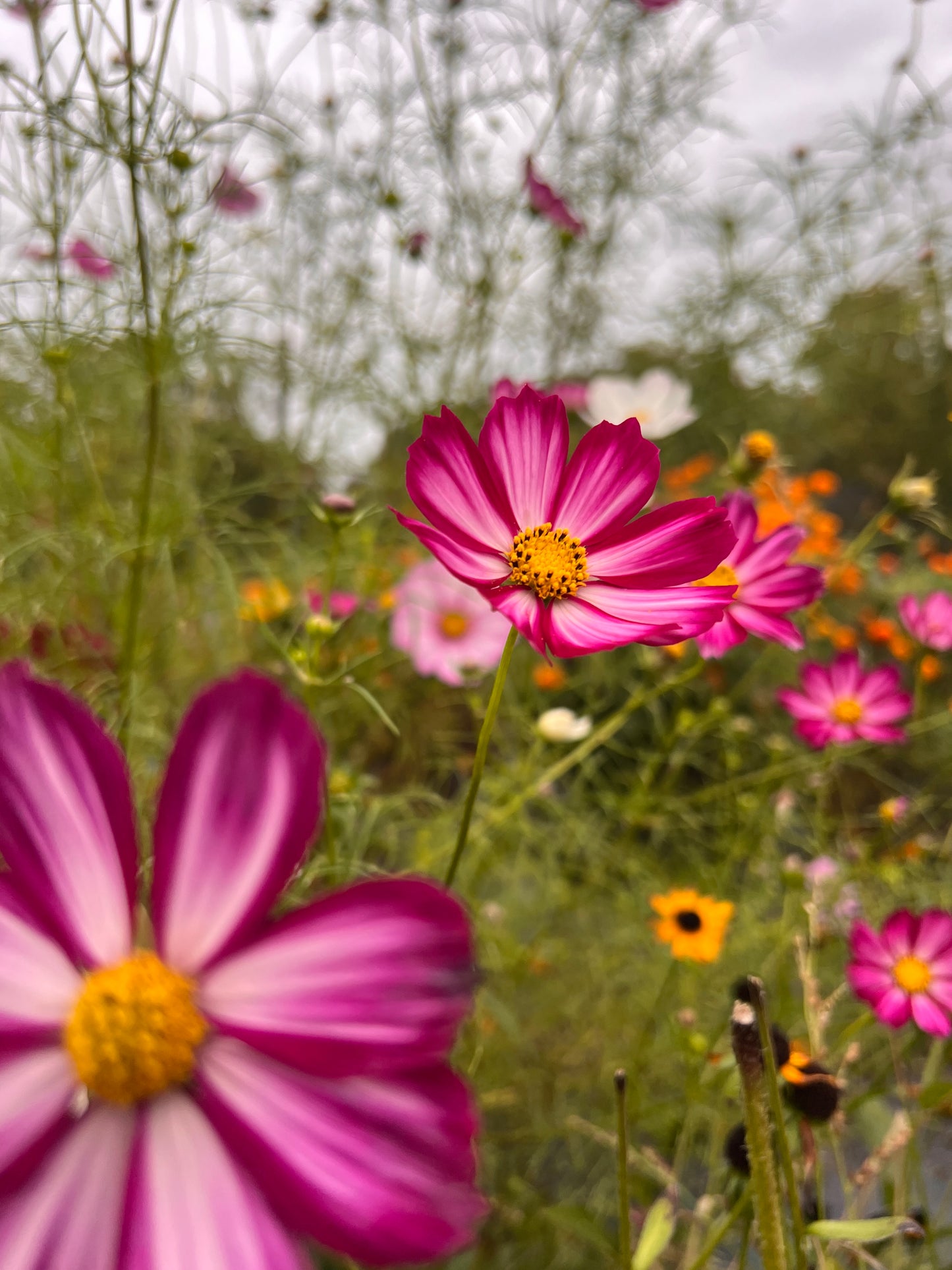 Cosmos Mix Seed